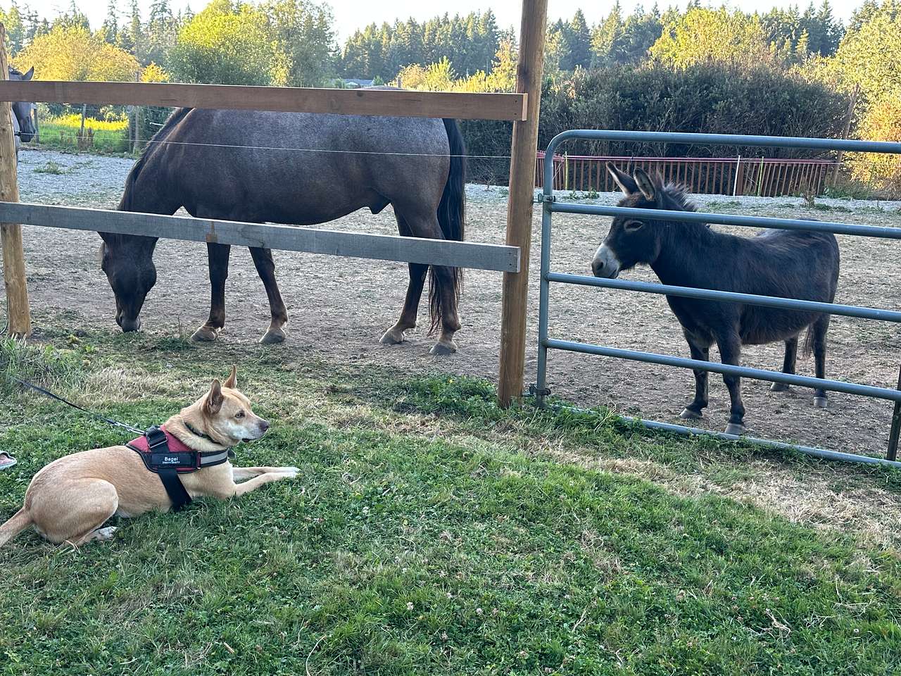 Murphy’s Farm
