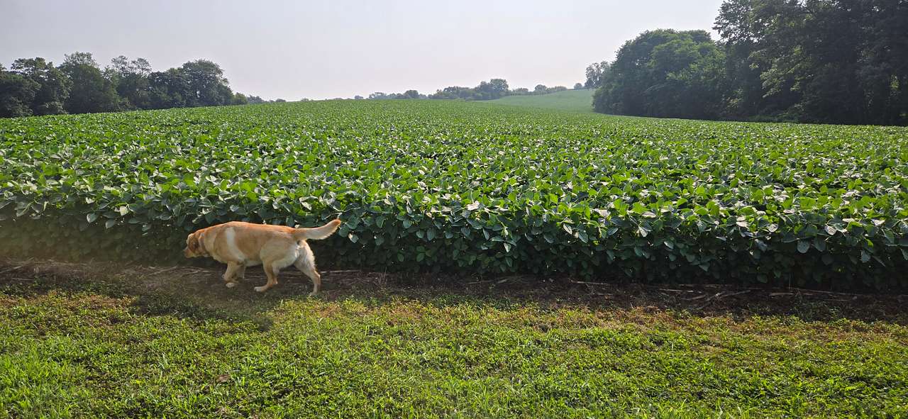 Beautiful rolling farm field at one end of the property.