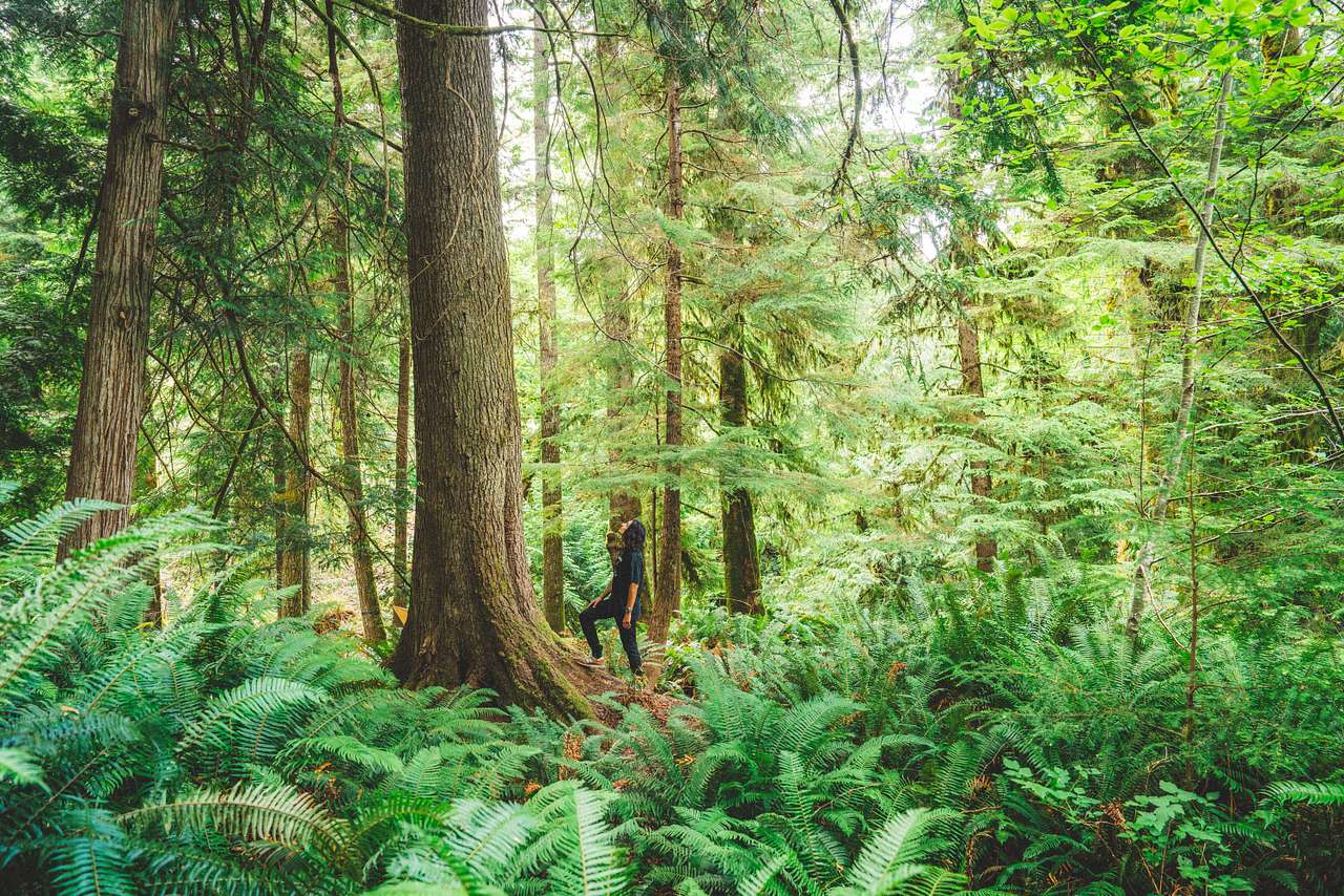 Old Growth Forest Moon Dome