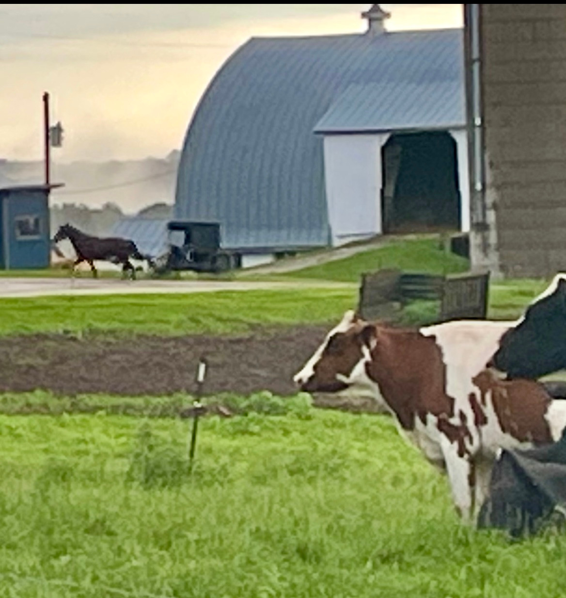 Elysian View Farms