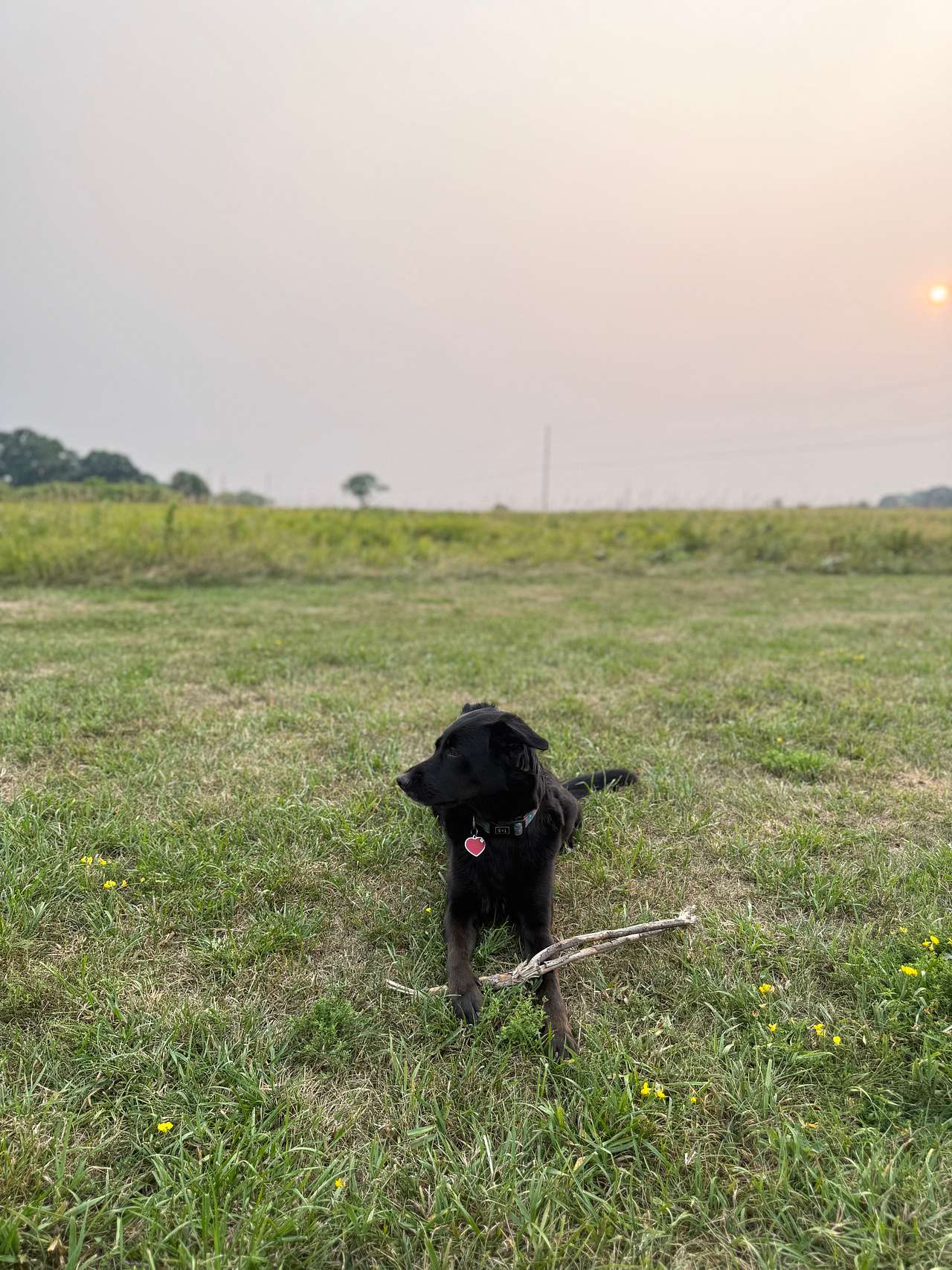 Our dog Twyla was in heaven too!