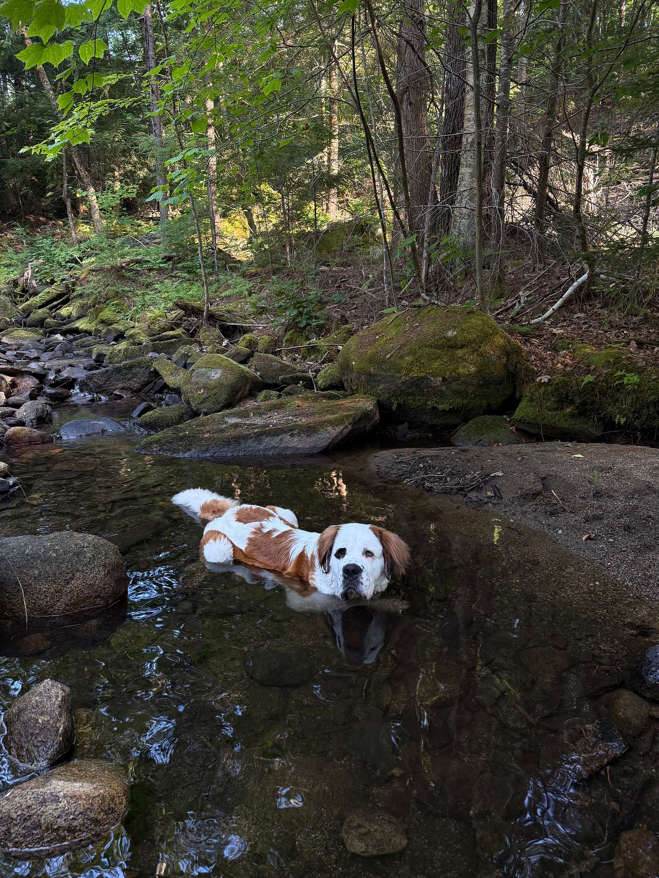 Dugout HideAway@ Granny Clark Brook