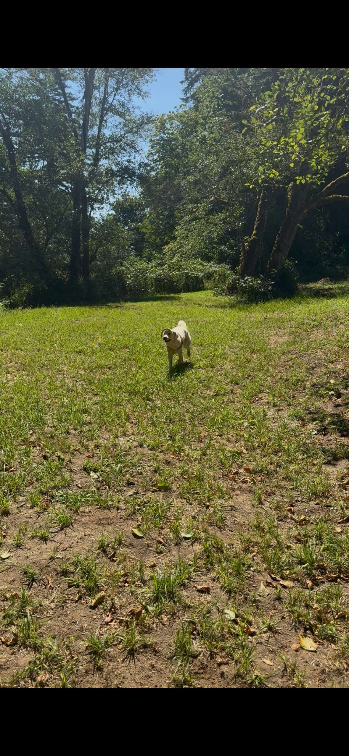 Plenty of space for tents & fetch 🐶