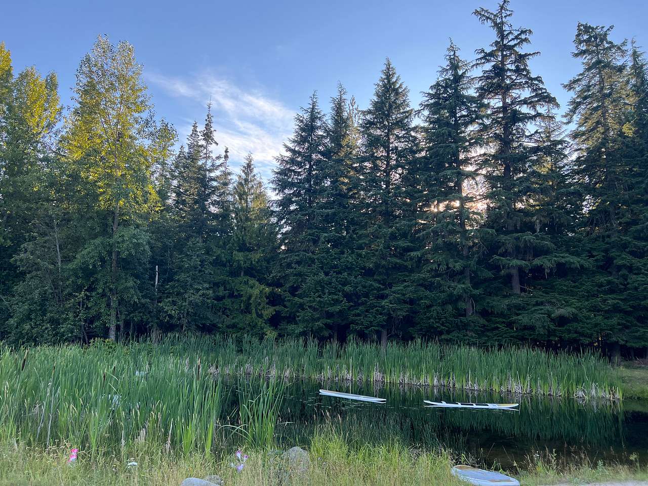 Saw Nighthawks swooping in at dusk over the poss for bugs and dragonflies. 