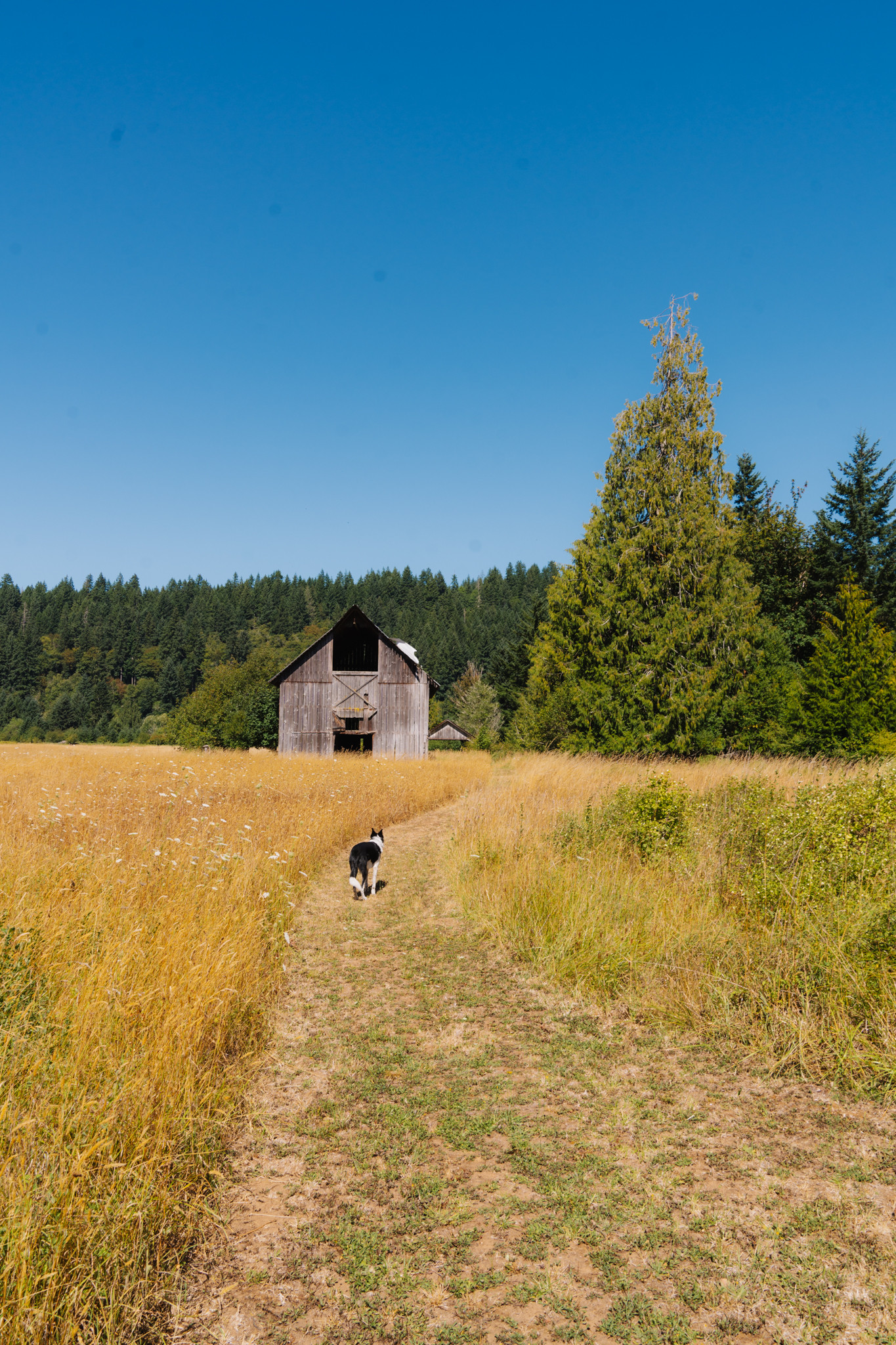 Trail to river 