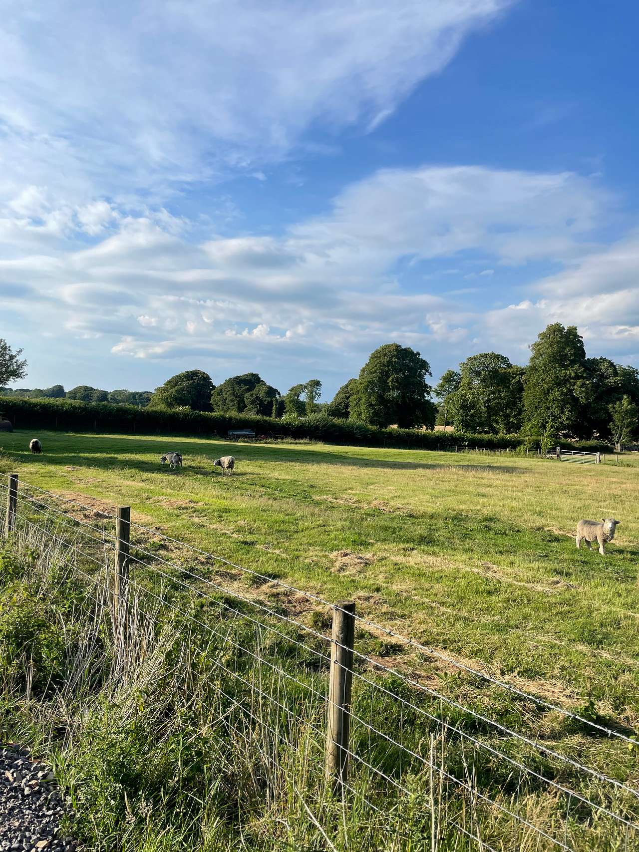 Jacks field