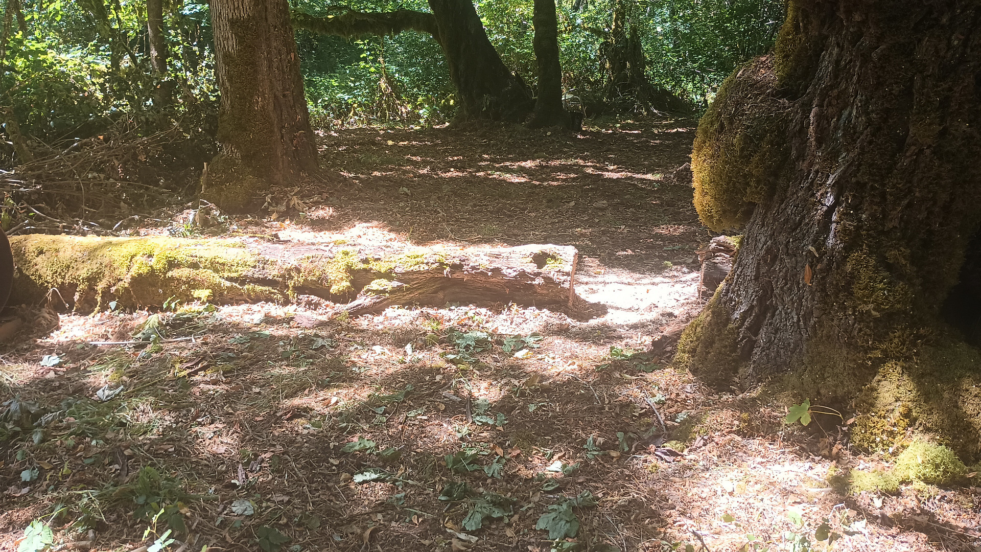 Forested Refuge @ Marley's Crossing