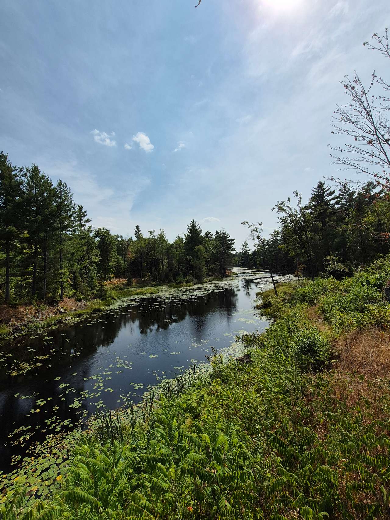 Photo taken August 16 2025 after a month long drought and heat waves. Some lily pads visible! 