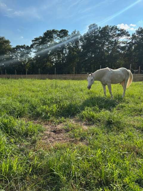 Johnson Farm