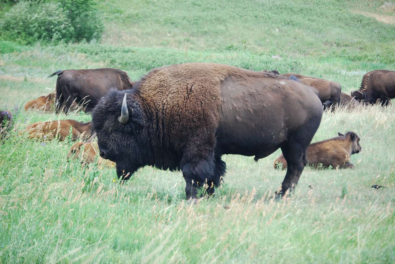 Spearfish City Campground