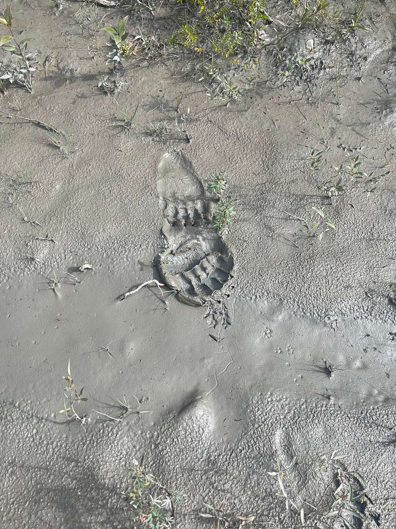 River behind camp, grizzly tracks 