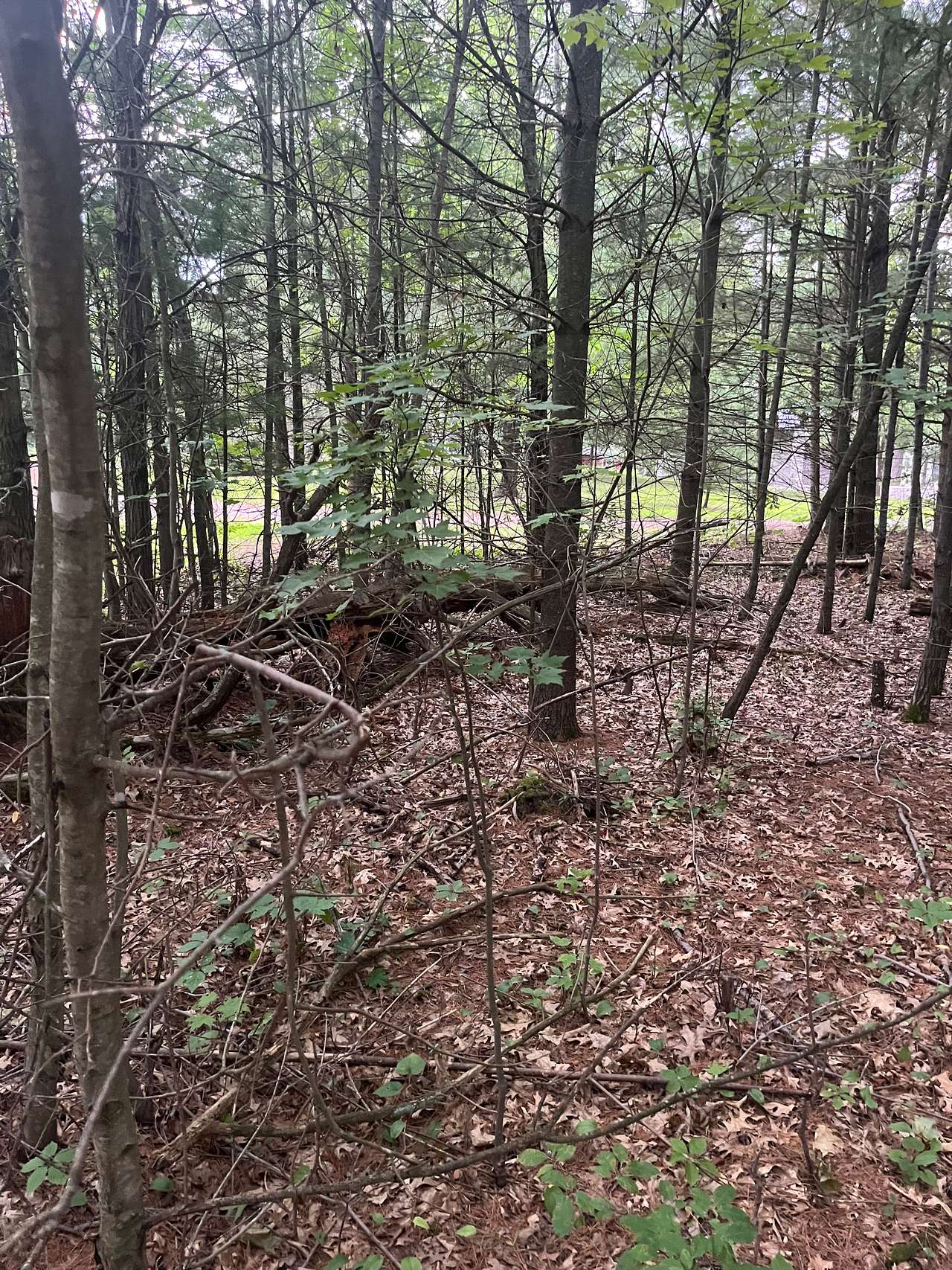 Forested area in which the site is located.