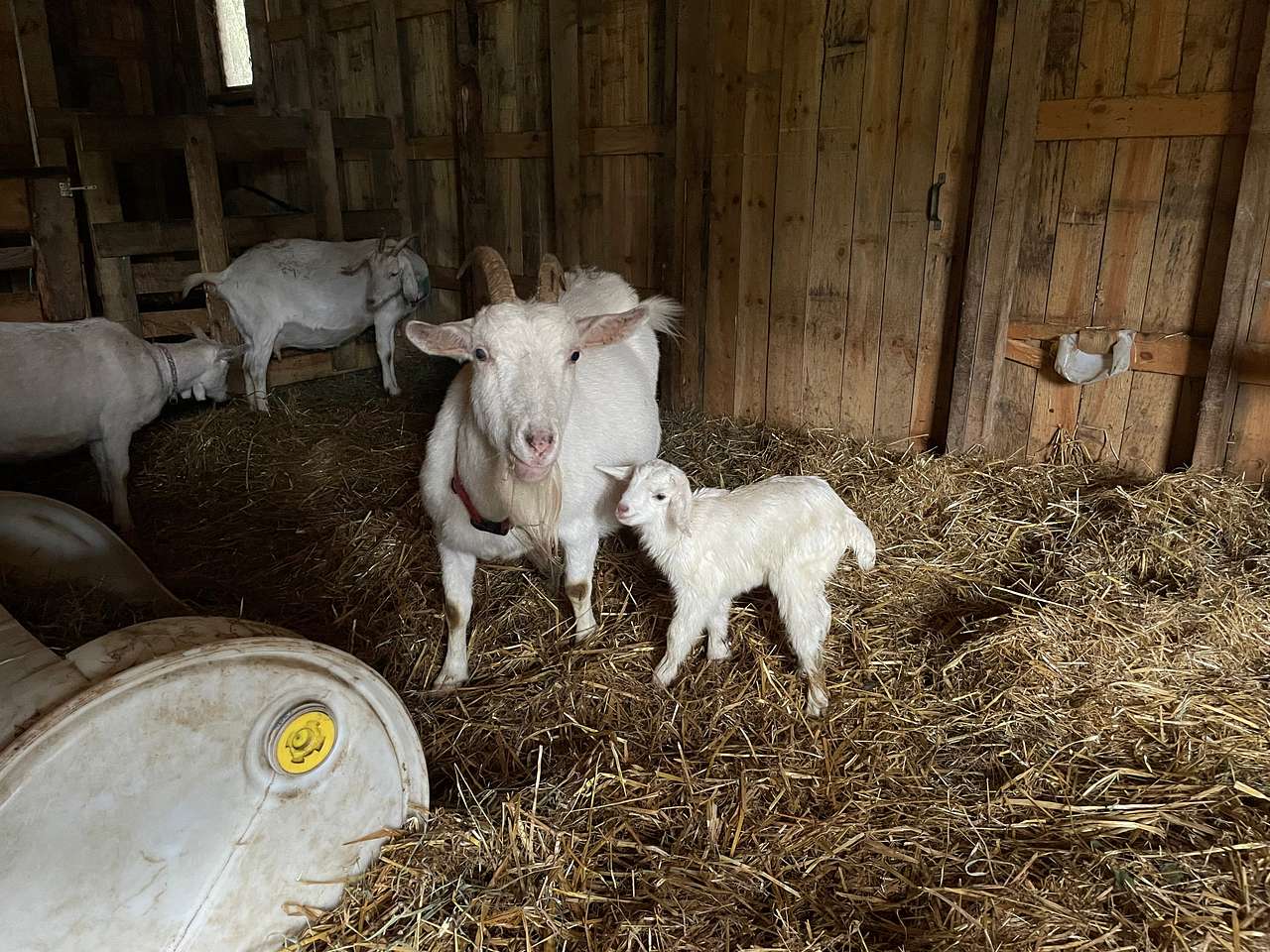 Fairlight Farm & Forest Centre