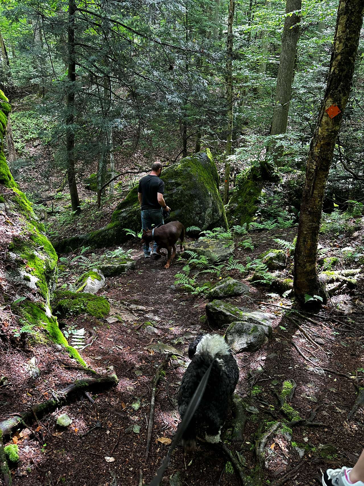 Holly River State Park
