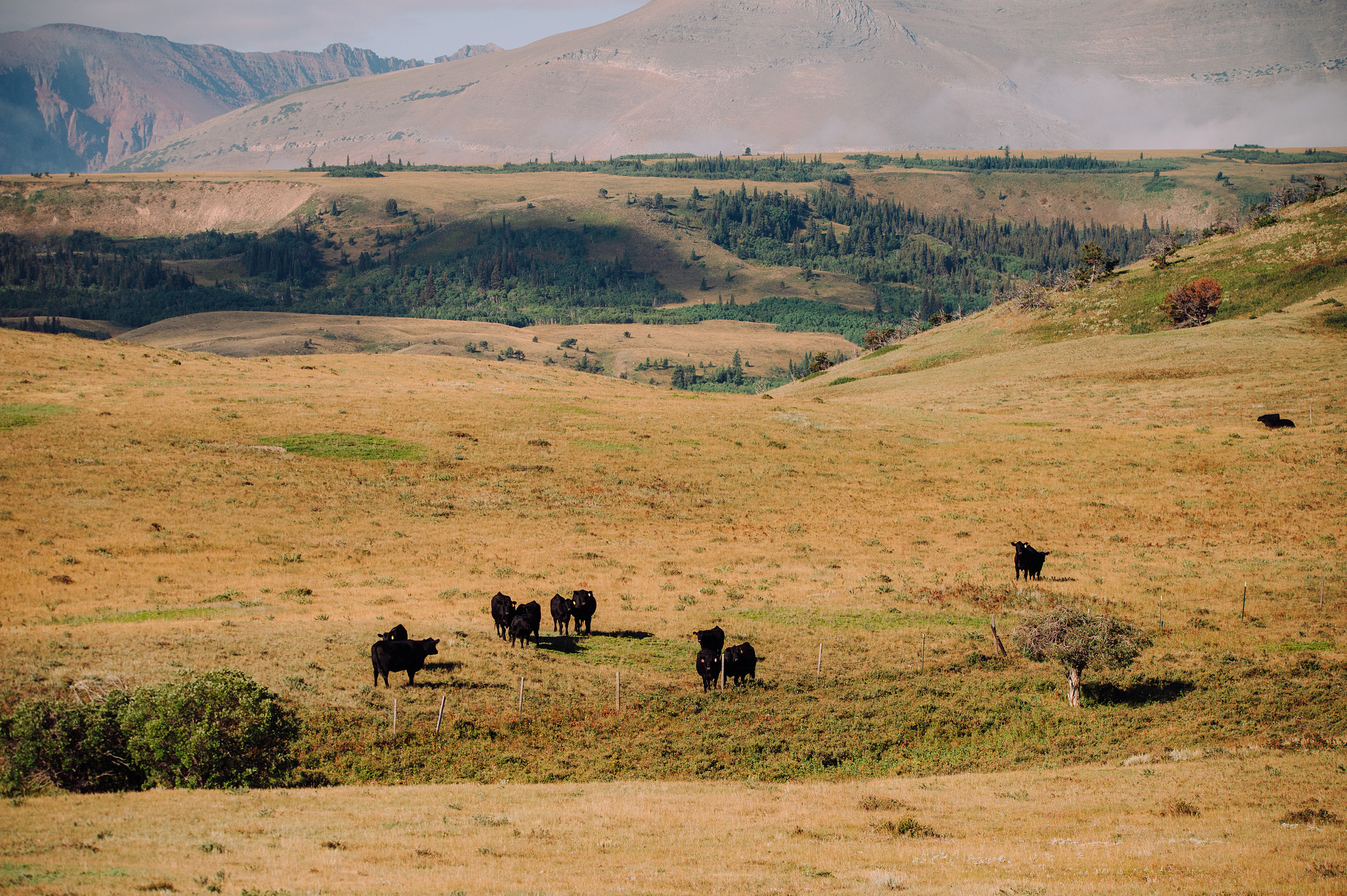 cows in the next field 