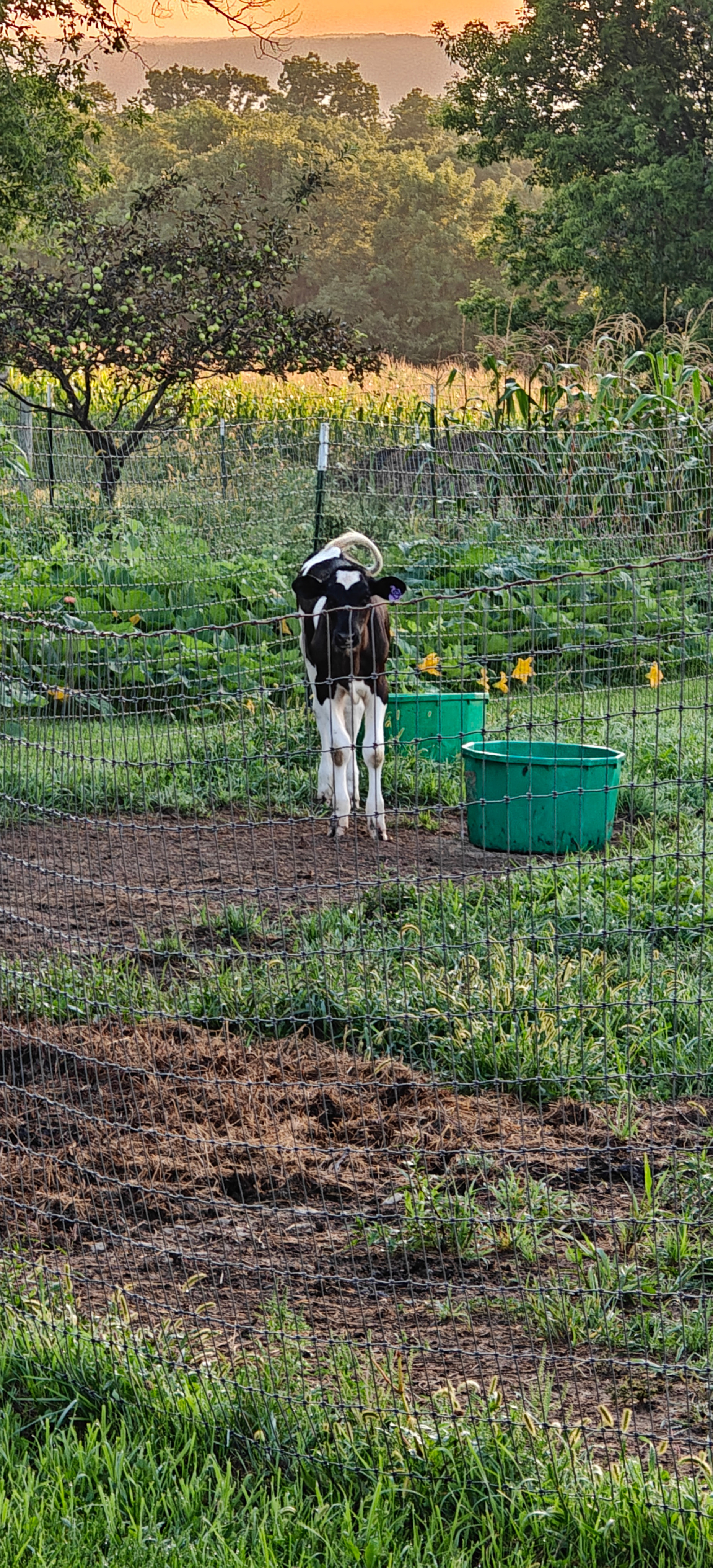 Elysian View Farms