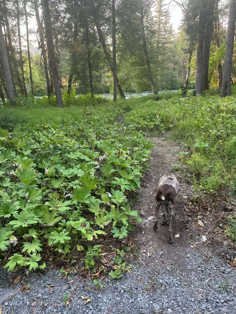 Peyton exploring the trail!