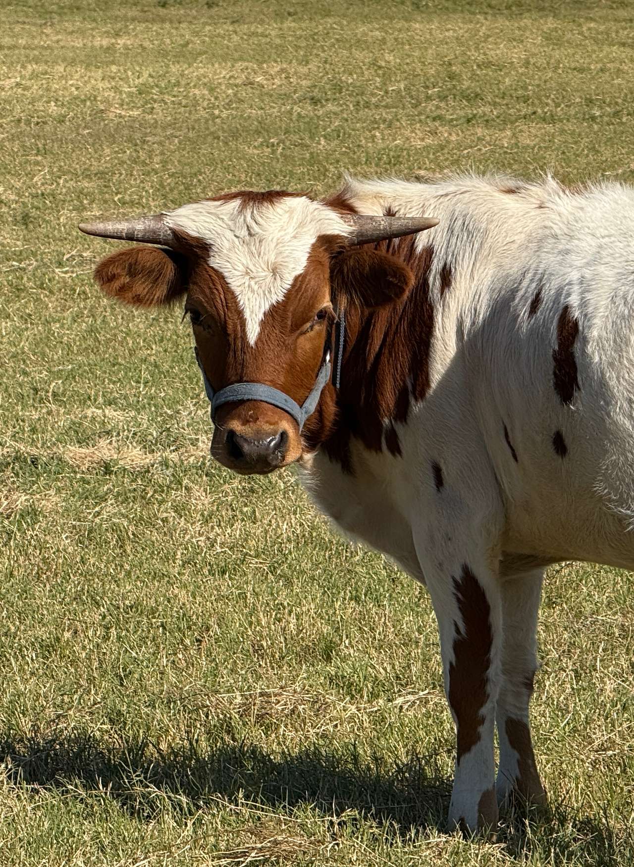 Legacy Longhorn Ranch and RV Resort