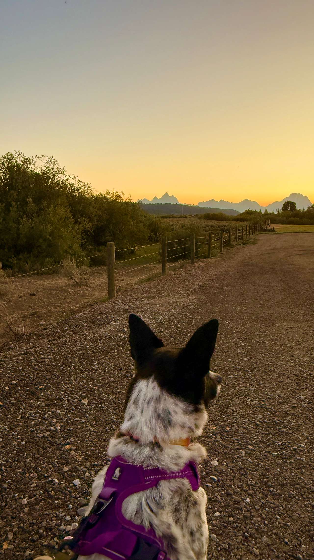 Even the dog loved the sunset over the Tetons!