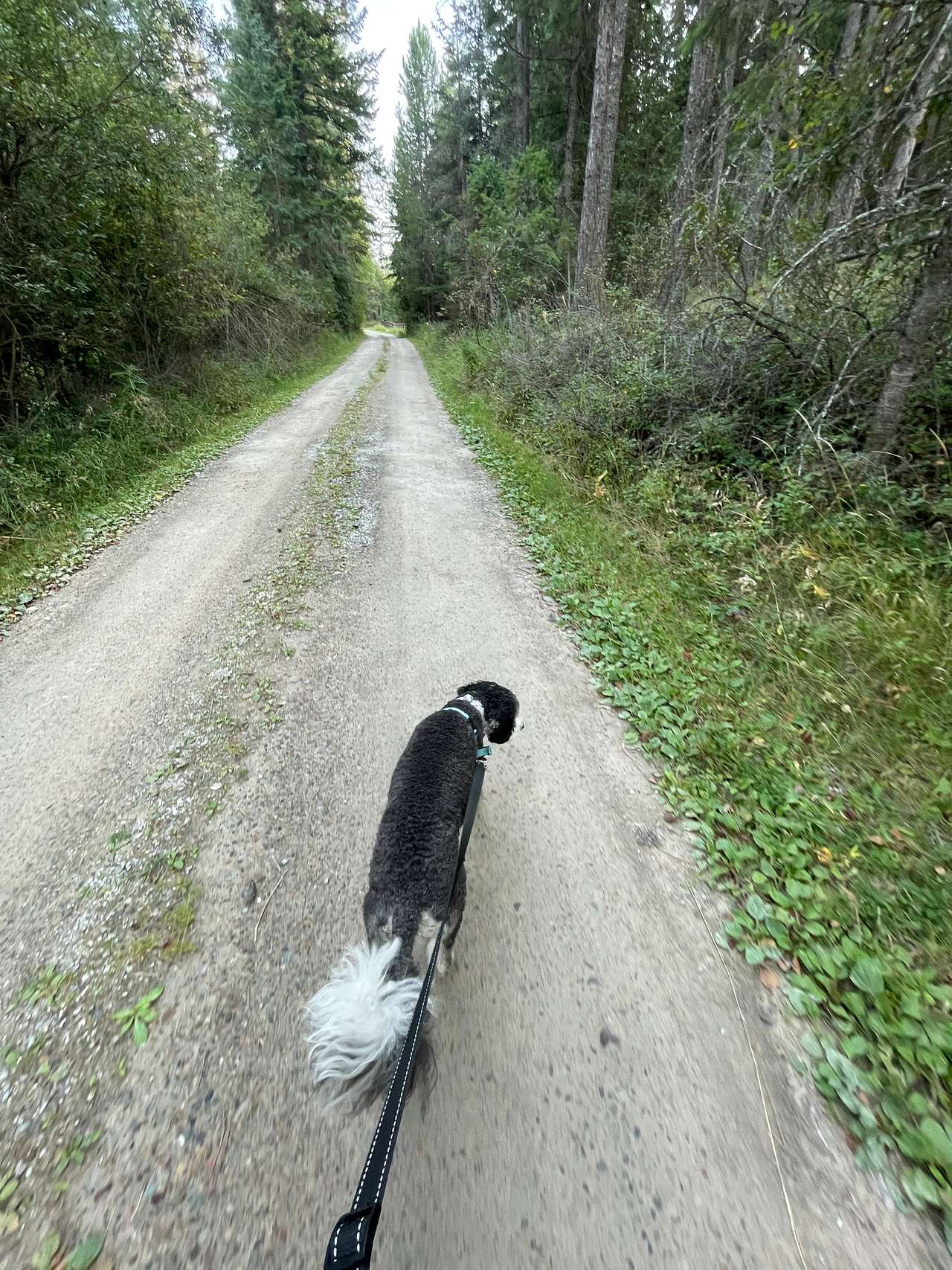 Great packed gravel road to walk