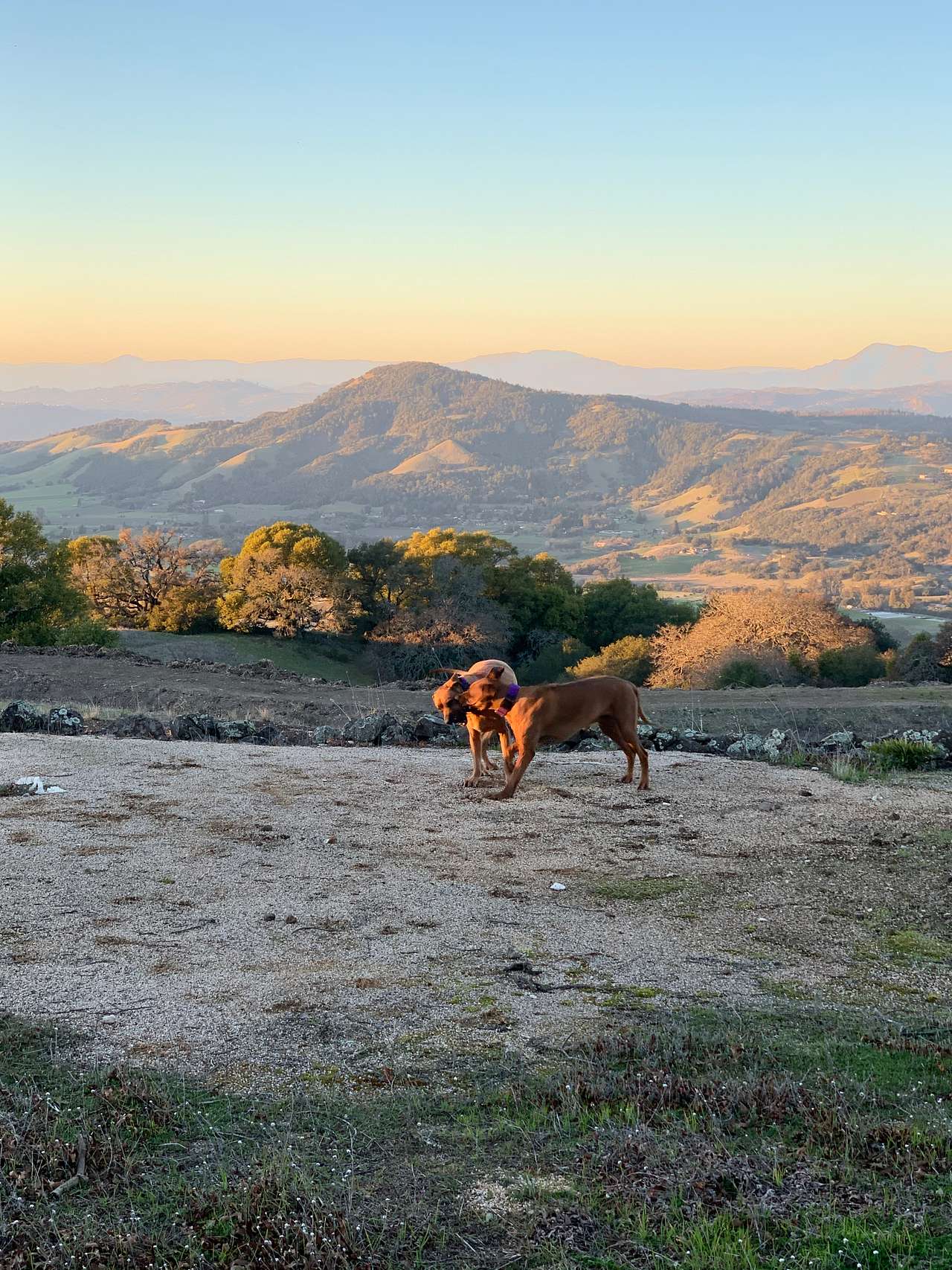 Sonoma Ridge Estate