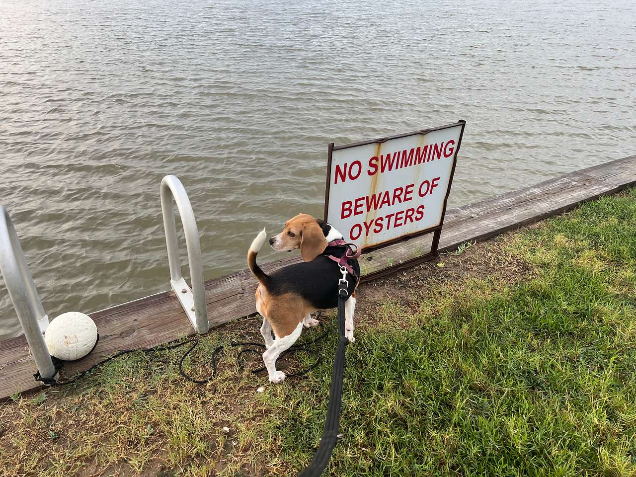 No Moss Island