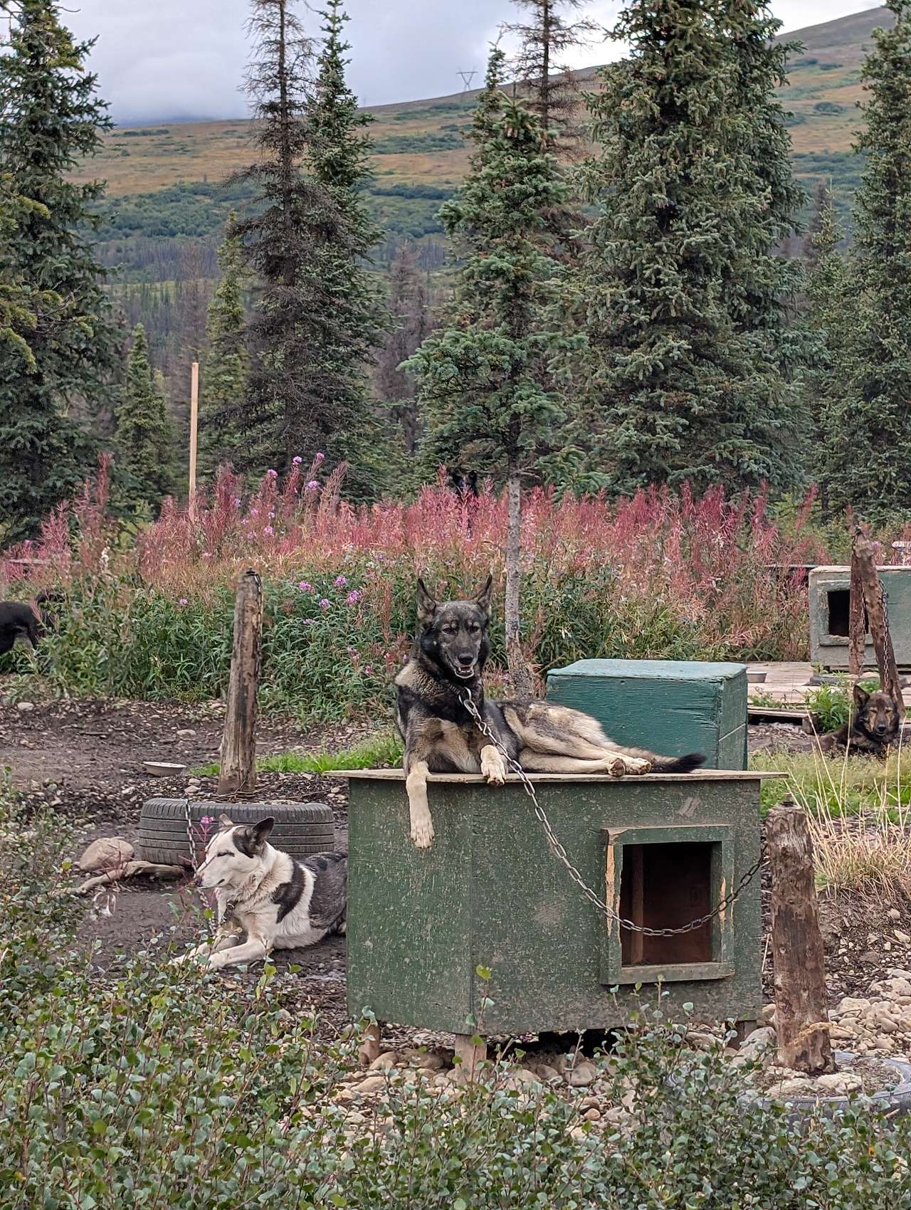 Wildthingz Dog Mushing