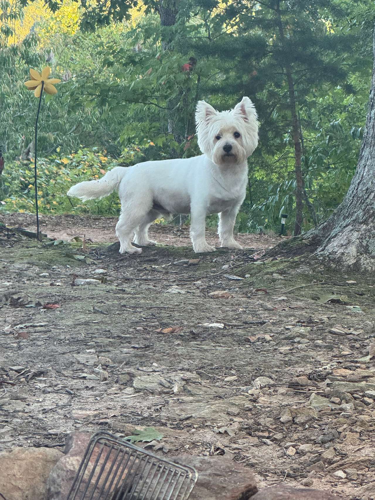 The Rocky Knoll