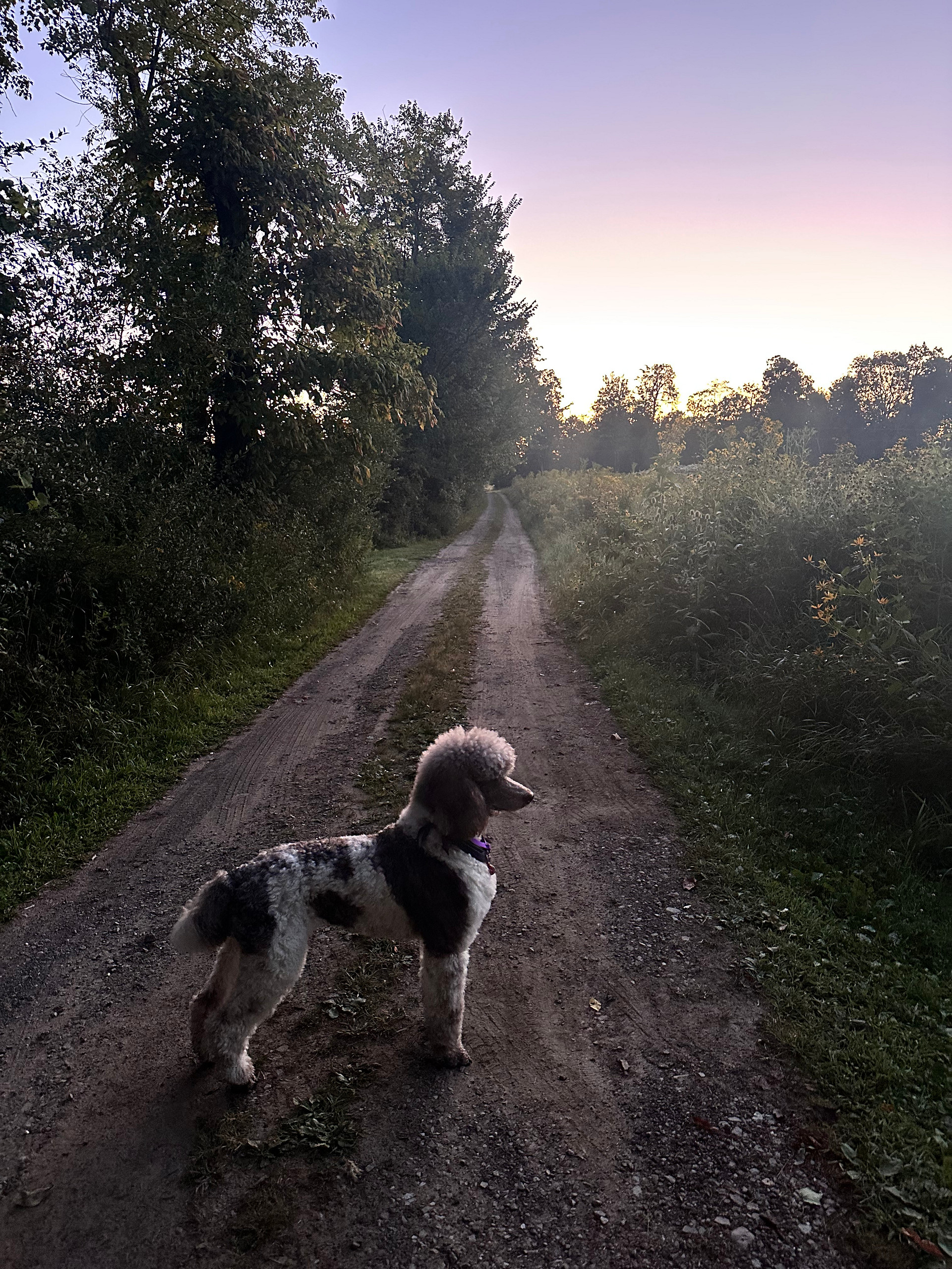 Morning fog and Noodle the Poodle
