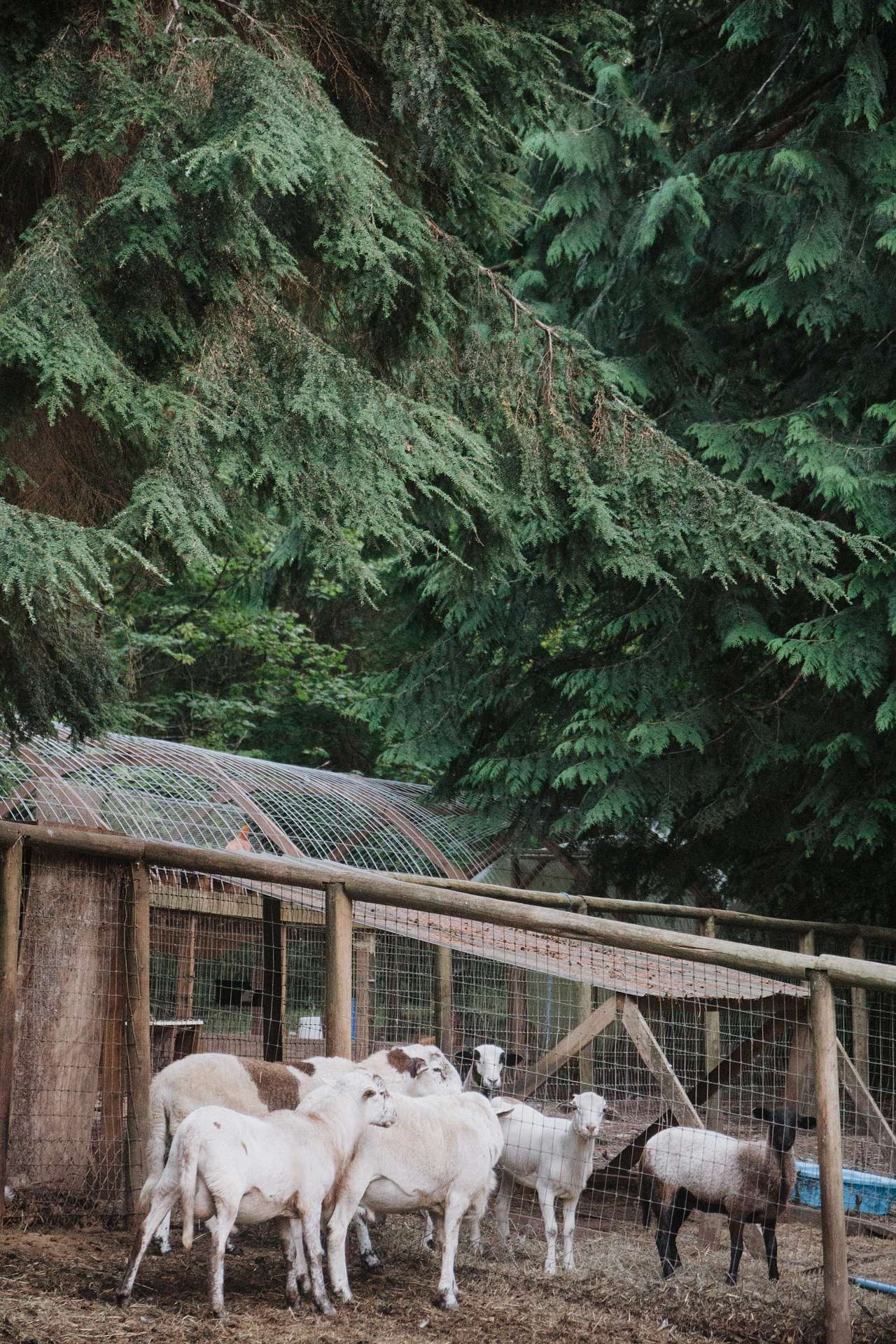 Chuckanut Hills Farm & Camp