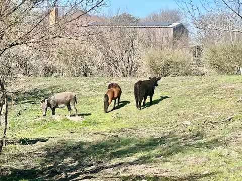 Enjoy Texas Vibes at SoJo Ranch