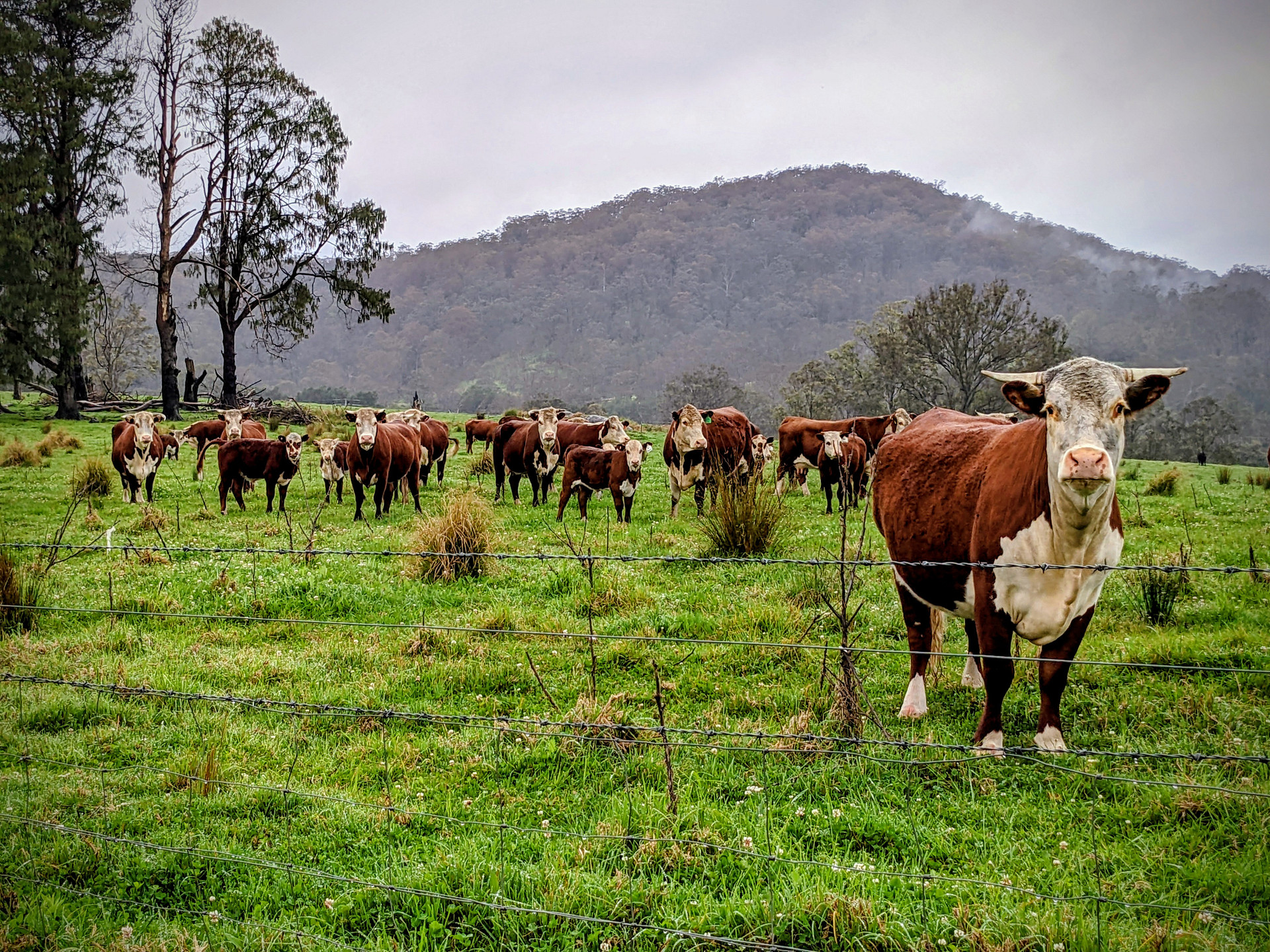 Booma Farm