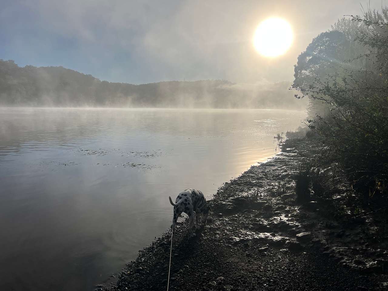 At dawn by the River