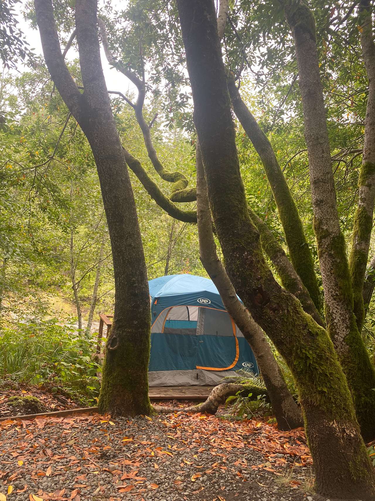 Redwoods Cabin Area
