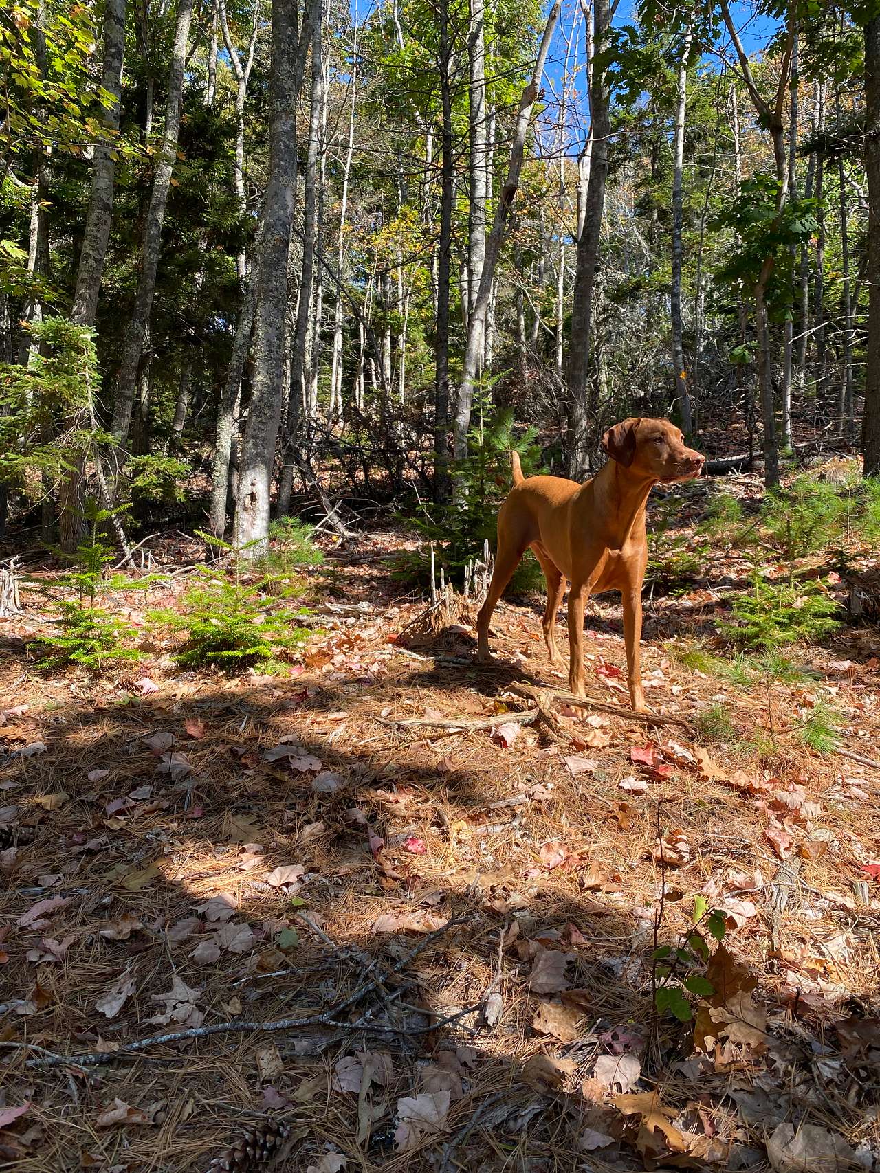 Camp Nepenthe