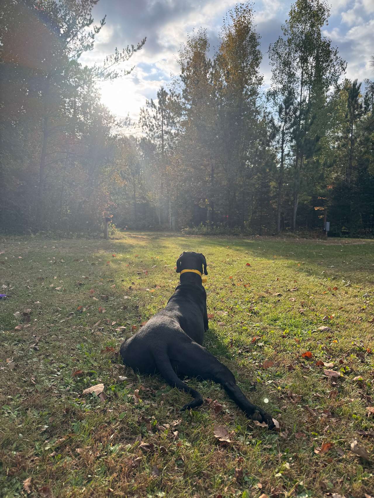 Dog approved 