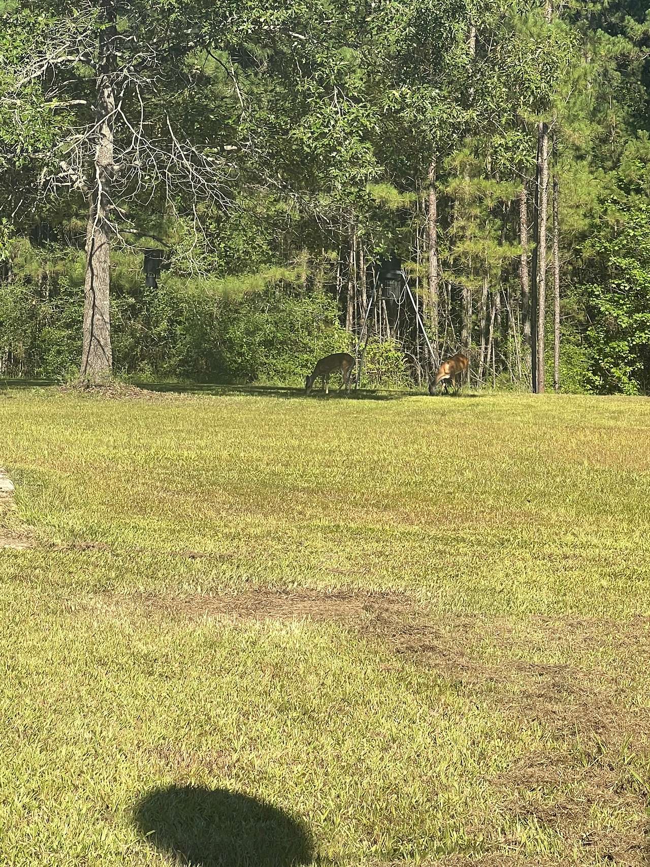 Zavalla Wooded Privacy