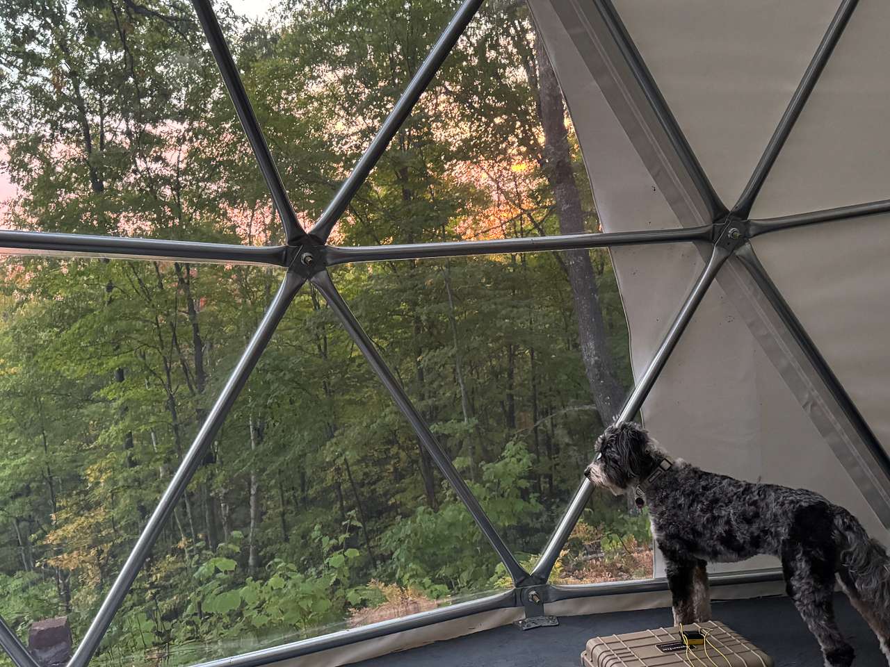 Timber enjoying the view 