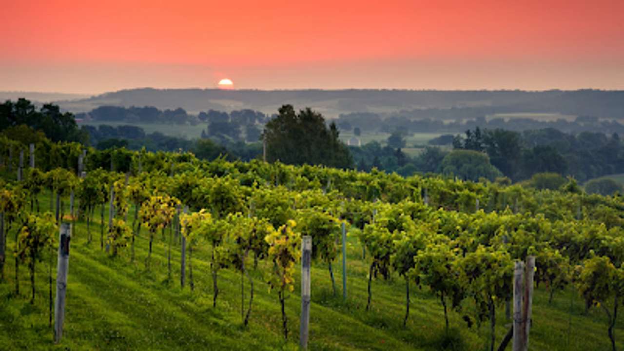 Fergedaboudit Vineyard and Winery