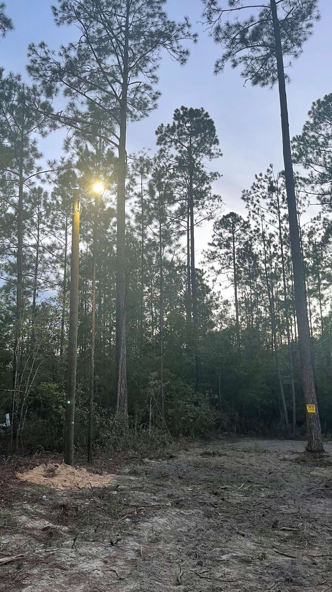 Split Pine