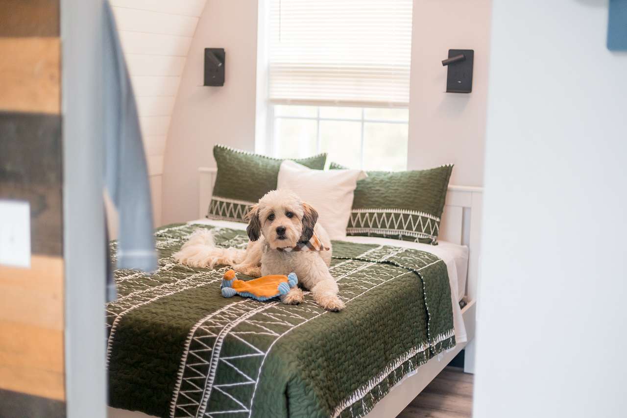 Dog-friendly