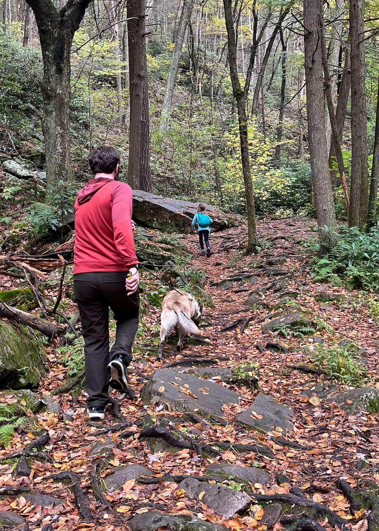 Hiking Shingletown Gap trail