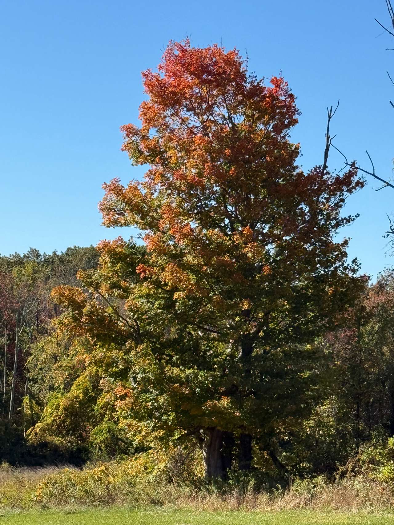 Laurel Ridge Farm