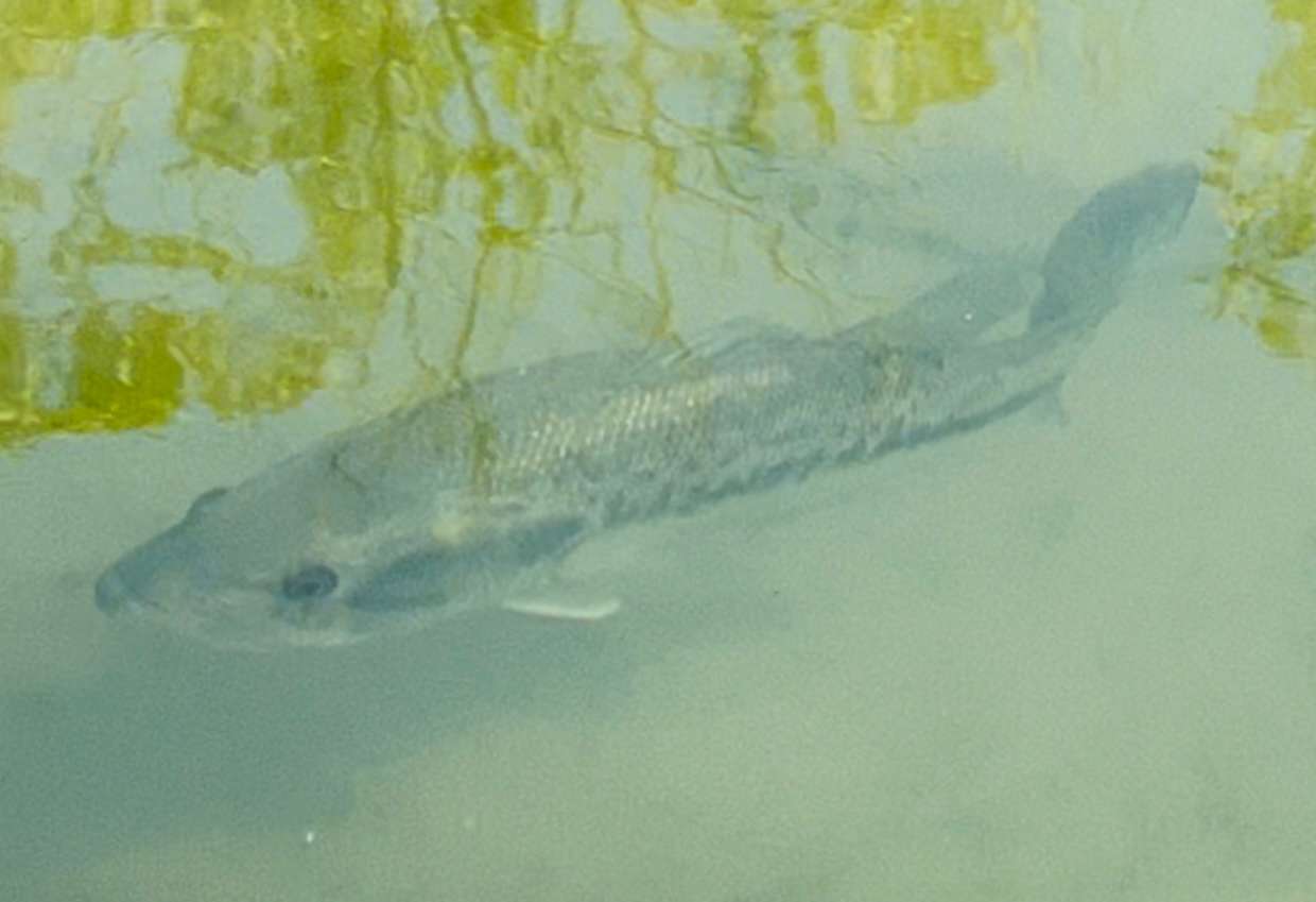 Bass