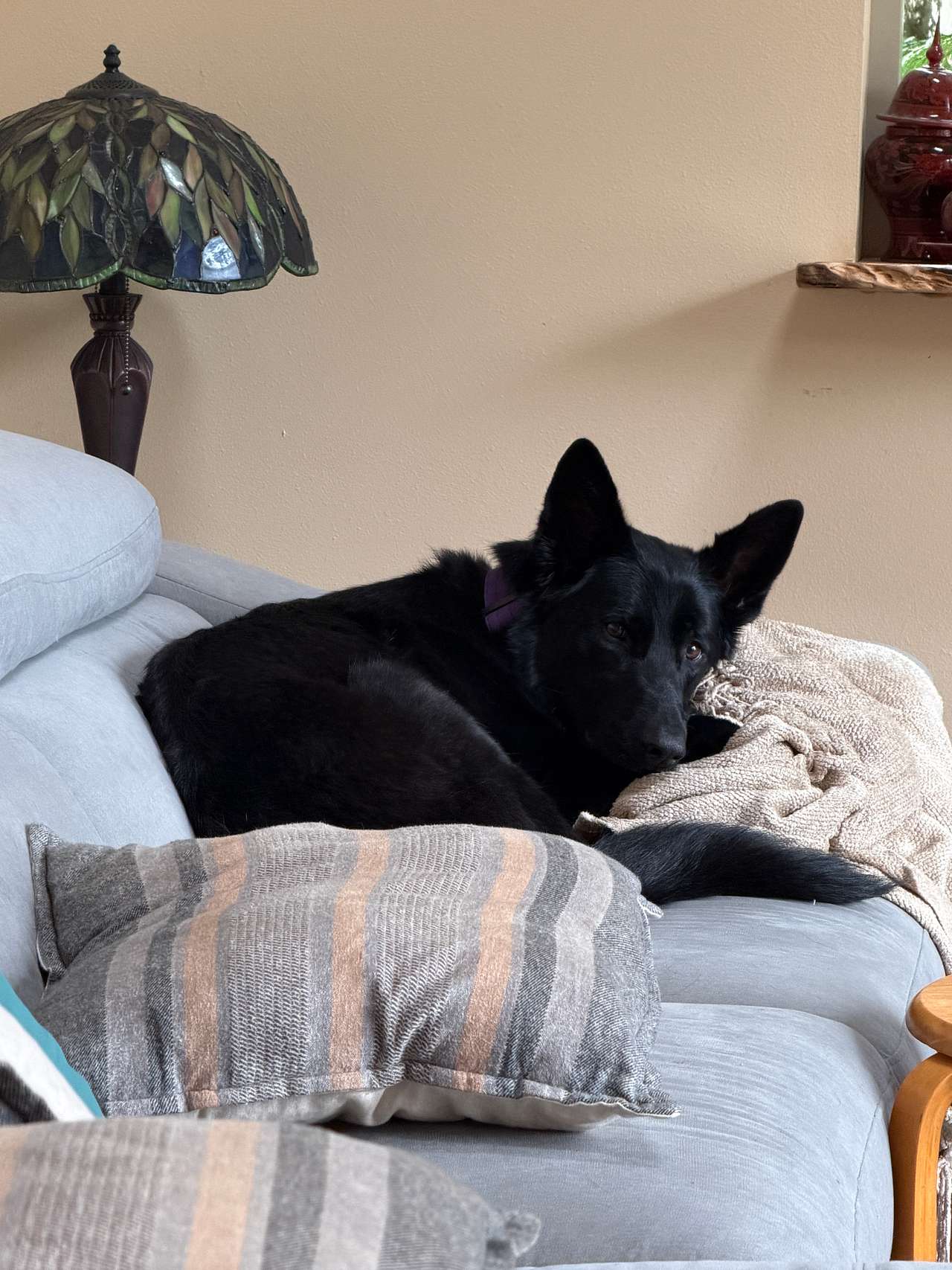 Maia chillaxing