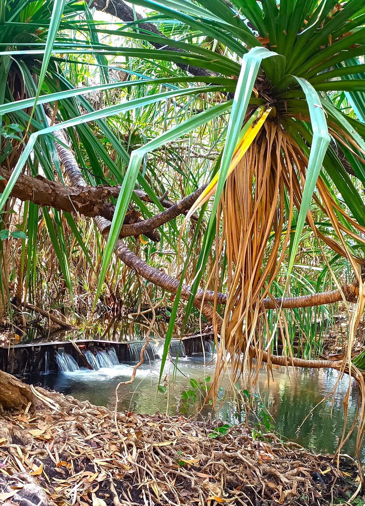 Coomalie Creek Tourist Park
