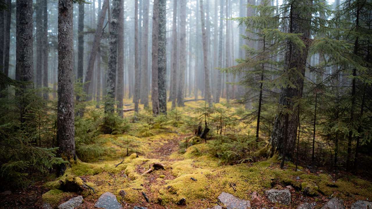 Acadia National Park