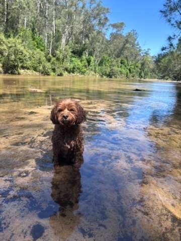 Whispering Gums Colo River Camping