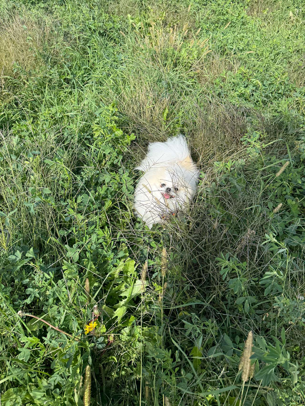 My dog that would have died — and they returned to reset them!!!! 😡