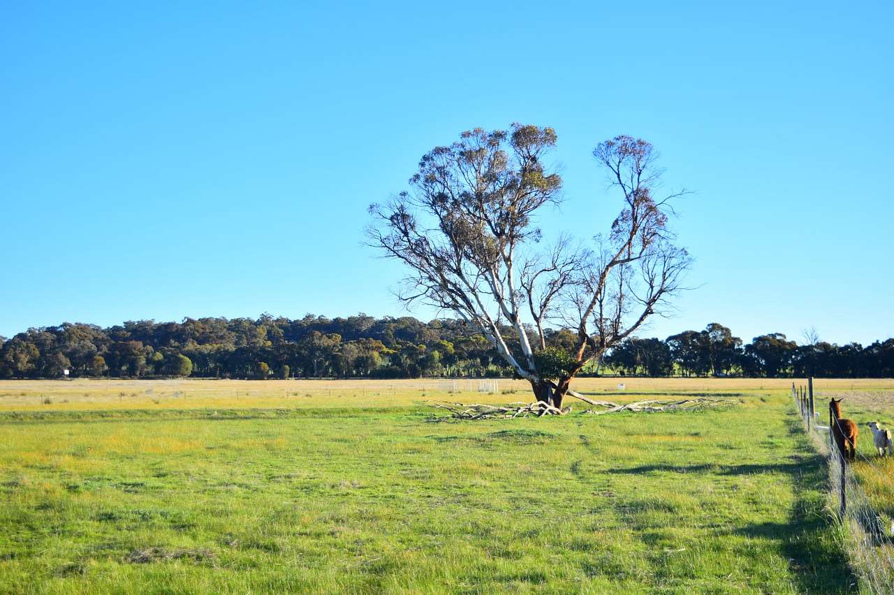 Rose Creek Farm